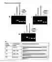 Fig. 34 - METHOD OF DOUBLE CROSSOVER HOMOLOGOUS RECOMBINATION IN CLOSTRIDIA