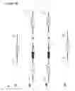 Fig. 37 - METHOD OF DOUBLE CROSSOVER HOMOLOGOUS RECOMBINATION IN CLOSTRIDIA