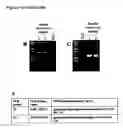 Fig. 38 - METHOD OF DOUBLE CROSSOVER HOMOLOGOUS RECOMBINATION IN CLOSTRIDIA
