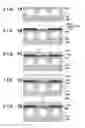 Fig. 02 - METHOD OF MANUFACTURING SOLID-STATE IMAGE SENSOR