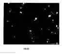 Fig. 100 - SILVER NANOPLATES