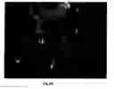 Fig. 102 - SILVER NANOPLATES