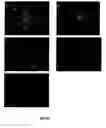 Fig. 104 - SILVER NANOPLATES