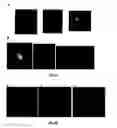 Fig. 41 - SILVER NANOPLATES
