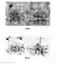 Fig. 44 - SILVER NANOPLATES