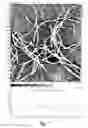 Fig. 09 - Self-assembling peptides bearing organic electronic functionality and applications employing the same