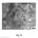 Fig. 12 - Self-assembling peptides bearing organic electronic functionality and applications employing the same