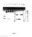 Fig. 02 - Inhibition of secretion from non-neuronal cells
