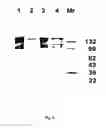 Fig. 06 - Inhibition of secretion from non-neuronal cells