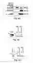 Fig. 07 - Anti-inflammatory compounds and uses thereof