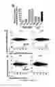 Fig. 05 - Transducible delivery of nucleic acids using modified dsRNA binding domains