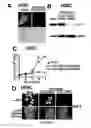Fig. 09 - Transducible delivery of nucleic acids using modified dsRNA binding domains