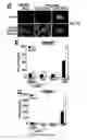 Fig. 10 - Transducible delivery of nucleic acids using modified dsRNA binding domains