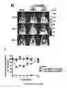 Fig. 11 - Transducible delivery of nucleic acids using modified dsRNA binding domains