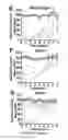 Fig. 15 - Transducible delivery of nucleic acids using modified dsRNA binding domains