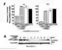 Fig. 22 - Transducible delivery of nucleic acids using modified dsRNA binding domains