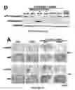 Fig. 24 - Transducible delivery of nucleic acids using modified dsRNA binding domains