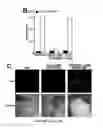Fig. 26 - Transducible delivery of nucleic acids using modified dsRNA binding domains