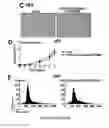 Fig. 28 - Transducible delivery of nucleic acids using modified dsRNA binding domains