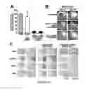 Fig. 29 - Transducible delivery of nucleic acids using modified dsRNA binding domains
