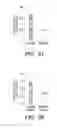 Fig. 19 - Methods for enhancing hematopoietic progenitor cell engraftment