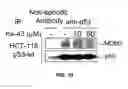 Fig. 11 - Small molecule inhibitors of MDM2 and the uses thereof