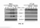Fig. 13 - Small molecule inhibitors of MDM2 and the uses thereof