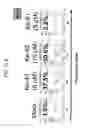 Fig. 15 - Small molecule inhibitors of MDM2 and the uses thereof
