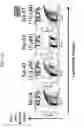 Fig. 18 - Small molecule inhibitors of MDM2 and the uses thereof