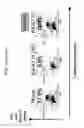 Fig. 20 - Small molecule inhibitors of MDM2 and the uses thereof