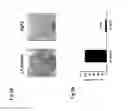 Fig. 05 - Use of Vgll3 activity modulator for the modulation of adipogenesis
