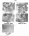 Fig. 04 - Neurite elongation agent, memory-improving agent and anti-Alzheimer agent comprising 4′-demethylnobiletin or 4′-demethyltangeretin as active ingredient, and process for production of the compound