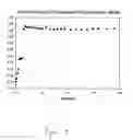 Fig. 11 - Multispecific peptides
