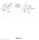 Fig. 11 - Prostratin and structural or functional analogs thereof