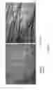 Fig. 06 - [METHODS AND APPARATUSES FOR ISOLATING AND PREPARING STEM CELLS]