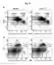 Fig. 43 - MOUSE MODELS