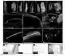 Fig. 01 - MIR164 gene that controls plant root system development and fertility and use thereof