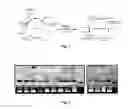 Fig. 02 - MIR164 gene that controls plant root system development and fertility and use thereof