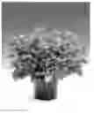Fig. 01 - Physalis plant named 'Queen'