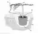 Fig. 01 - Method of growing grapevines