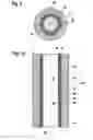 Fig. 04 - Tube target