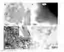 Fig. 01 - Materials and methods for the preparation of nanocomposites