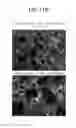 Fig. 19 - POSITIVE ACTIVE MATERIAL FOR LITHIUM SECONDARY BATTERY AND METHOD OF MANUFACTURING SAME