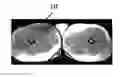 Fig. 01 - Use of strongly modulating pulses in MRI for providing chemical shift selective flip angles