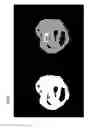 Fig. 11 - Functional imaging of cells with optical projection tomography