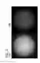 Fig. 14 - Functional imaging of cells with optical projection tomography