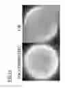 Fig. 15 - Functional imaging of cells with optical projection tomography