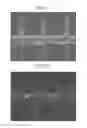 Fig. 16 - LIQUID CRYSTAL DISPLAY AND METHOD FOR MANUFACTURING THE SAME