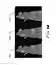Fig. 16 - APPARATUS AND METHOD FOR MULTI-MODAL IMAGING USING MULTIPLE X-RAY SOURCES