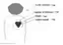 Fig. 01 - Reconstruction stabilizer and active vision
